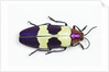 Jewel Beetle from Thailand Chrysochroa buqueti buqueti by Anonymous