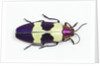 Jewel Beetle from Thailand Chrysochroa buqueti buqueti by Anonymous