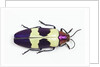 Jewel Beetle from Thailand Chrysochroa buqueti buqueti by Anonymous