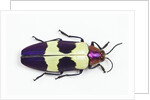Jewel Beetle from Thailand Chrysochroa buqueti buqueti by Anonymous