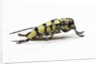 Male long horned beetle Cyriocrates horsfieldi tonkinensis by Anonymous