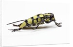 Male long horned beetle Cyriocrates horsfieldi tonkinensis by Anonymous