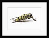 Male long horned beetle Cyriocrates horsfieldi tonkinensis by Anonymous