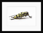 Male long horned beetle Cyriocrates horsfieldi tonkinensis by Anonymous