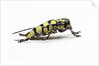 Male long horned beetle Cyriocrates horsfieldi tonkinensis by Anonymous
