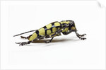 Male long horned beetle Cyriocrates horsfieldi tonkinensis by Anonymous