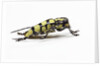 Male long horned beetle Cyriocrates horsfieldi tonkinensis by Anonymous