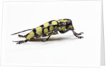 Male long horned beetle Cyriocrates horsfieldi tonkinensis by Anonymous