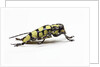 Male long horned beetle Cyriocrates horsfieldi tonkinensis by Anonymous