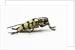 Male long horned beetle Cyriocrates horsfieldi tonkinensis by Anonymous