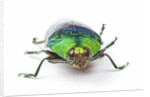 Head on view of Jewel Beetle Steraspis speciosa green by Anonymous