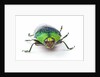 Head on view of Jewel Beetle Steraspis speciosa green by Anonymous