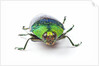 Head on view of Jewel Beetle Steraspis speciosa green by Anonymous