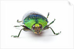 Head on view of Jewel Beetle Steraspis speciosa green by Anonymous