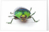 Head on view of Jewel Beetle Steraspis speciosa green by Anonymous