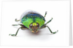 Head on view of Jewel Beetle Steraspis speciosa green by Anonymous