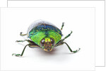 Head on view of Jewel Beetle Steraspis speciosa green by Anonymous