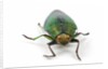 Head on view of Jewel Beetle Steraspis speciosa green by Anonymous