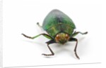 Head on view of Jewel Beetle Steraspis speciosa green by Corbis