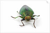Head on view of Jewel Beetle Steraspis speciosa green by Anonymous