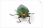 Head on view of Jewel Beetle Steraspis speciosa green by Corbis