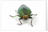 Head on view of Jewel Beetle Steraspis speciosa green by Anonymous