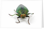 Head on view of Jewel Beetle Steraspis speciosa green by Corbis