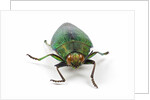 Head on view of Jewel Beetle Steraspis speciosa green by Corbis