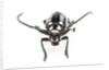Head on view of long horned beetle Arctolamia cruciatus by Anonymous