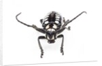 Head on view of long horned beetle Arctolamia cruciatus by Anonymous