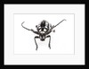 Head on view of long horned beetle Arctolamia cruciatus by Anonymous