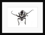 Head on view of long horned beetle Arctolamia cruciatus by Anonymous