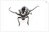 Head on view of long horned beetle Arctolamia cruciatus by Anonymous