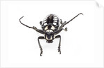 Head on view of long horned beetle Arctolamia cruciatus by Anonymous