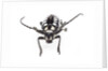 Head on view of long horned beetle Arctolamia cruciatus by Anonymous