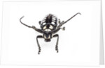 Head on view of long horned beetle Arctolamia cruciatus by Anonymous
