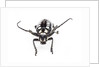 Head on view of long horned beetle Arctolamia cruciatus by Anonymous