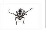 Head on view of long horned beetle Arctolamia cruciatus by Anonymous