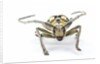 Male long horned beetle Anoplophora mamauna head on view by Anonymous