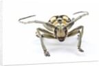 Male long horned beetle Anoplophora mamauna head on view by Anonymous