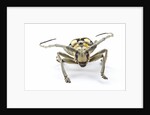 Male long horned beetle Anoplophora mamauna head on view by Anonymous