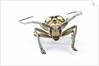 Male long horned beetle Anoplophora mamauna head on view by Anonymous