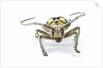 Male long horned beetle Anoplophora mamauna head on view by Anonymous