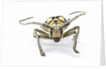 Male long horned beetle Anoplophora mamauna head on view by Anonymous