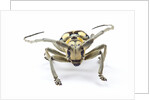 Male long horned beetle Anoplophora mamauna head on view by Anonymous