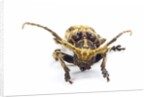 Long horned beetle Xylorrniza adusta head on view by Anonymous