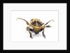 Long horned beetle Xylorrniza adusta head on view by Anonymous
