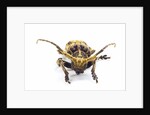 Long horned beetle Xylorrniza adusta head on view by Anonymous