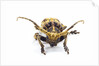Long horned beetle Xylorrniza adusta head on view by Anonymous