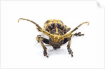 Long horned beetle Xylorrniza adusta head on view by Anonymous